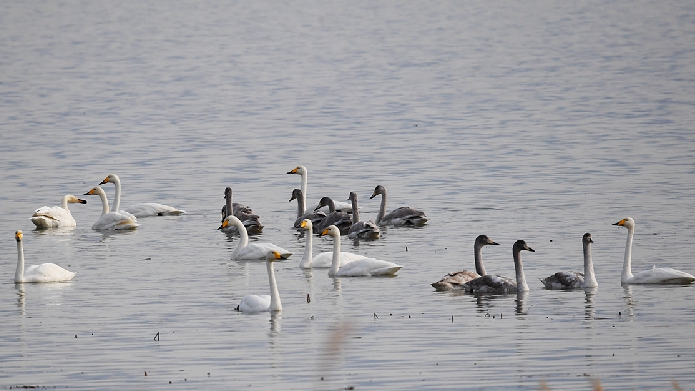 懷來：官?gòu)d水庫(kù)國(guó)家濕地公園群鳥舞翩躚