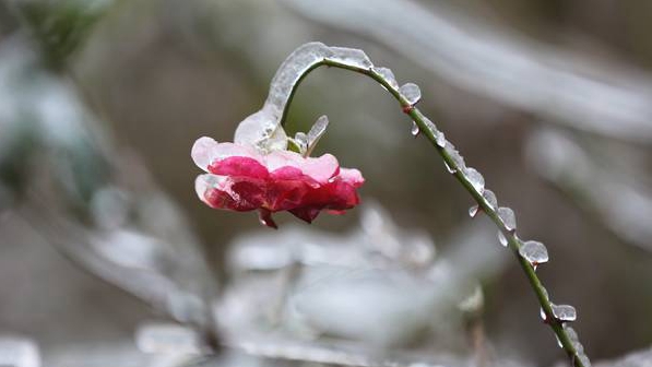 “冰雪奇緣”