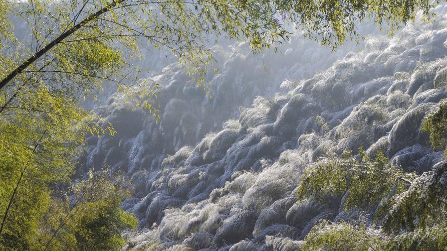 雪后大別山 竹海美如畫