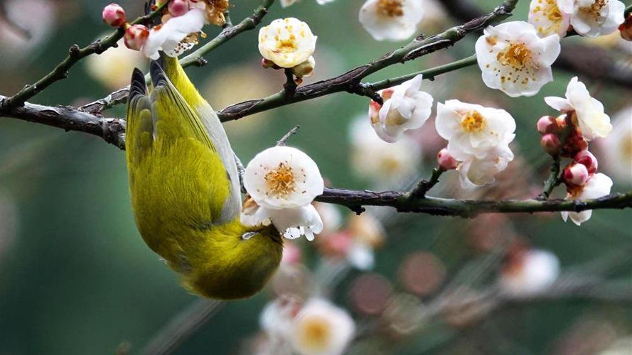 梅花開 引鳥來