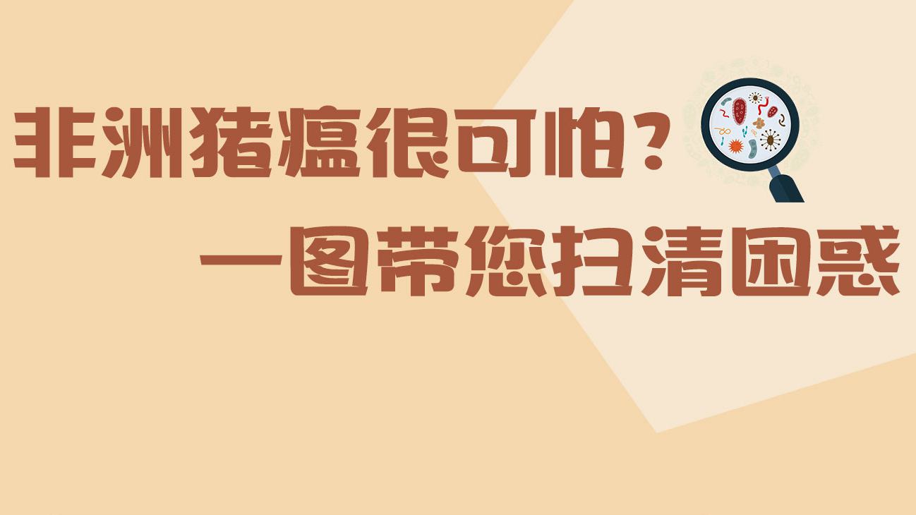 圖解丨非洲豬瘟很可怕？一圖帶您掃清困惑