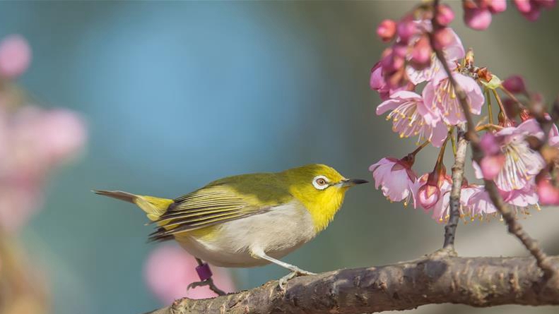 鳥兒戲春