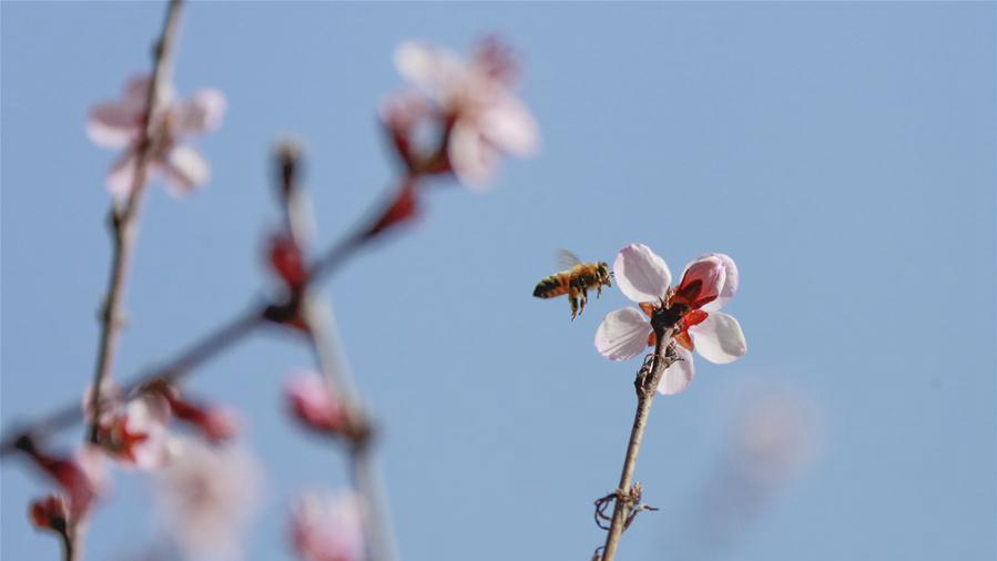 春季花爭(zhēng)艷