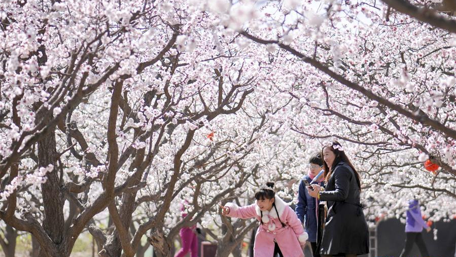 河北巨鹿：杏花開(kāi)放迎客來(lái)