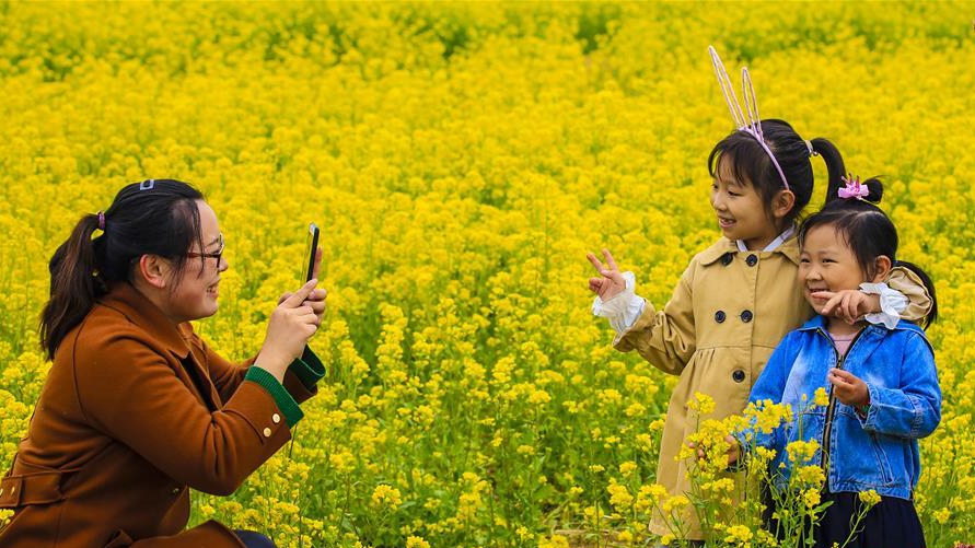 河北安平：油菜花開引客來