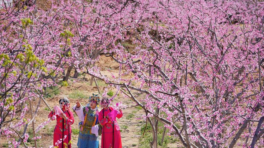 河北豐潤(rùn)：樂享桃花節(jié)