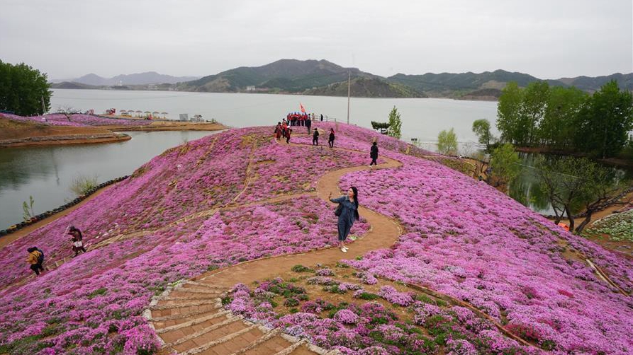 河北遷西：花海醉游人