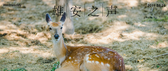 【雄安之聲】20190626