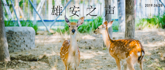 【雄安之聲】20190628