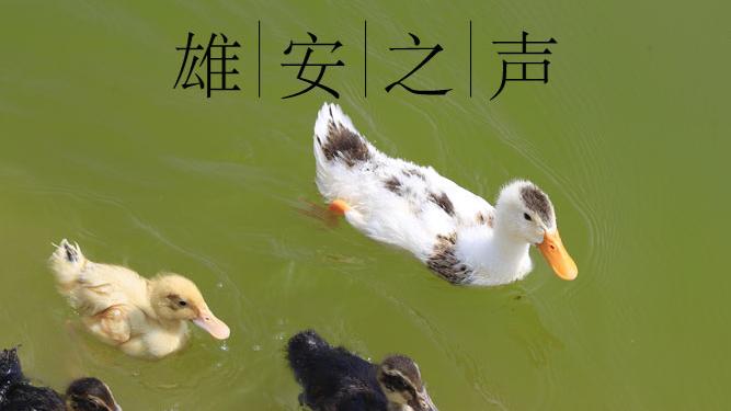 【雄安之聲】20190717