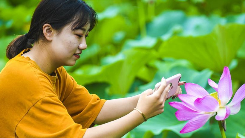 夏荷飄香引客來(lái)