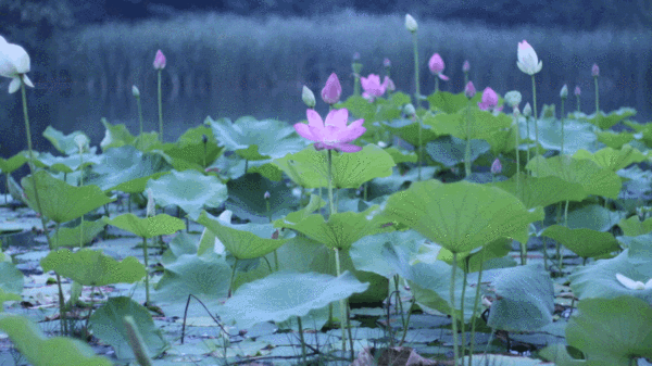 暴雨預(yù)警三縣齊發(fā)！雄安這場雨要下到什么時候？