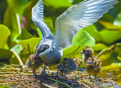 白洋淀鳥類種類增加到203種