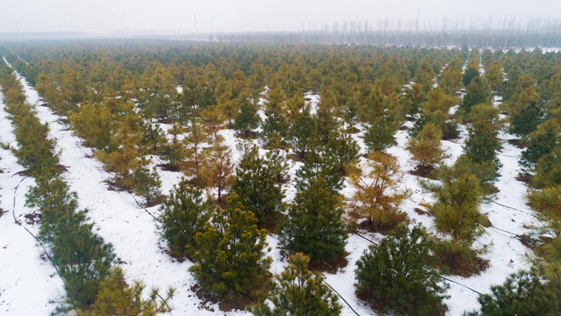 冬日雄安，動(dòng)人雪景美如畫