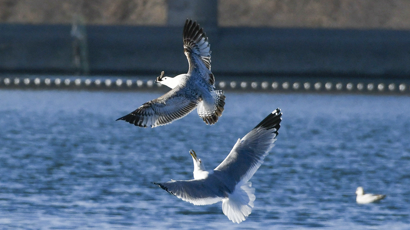 藍天水鳥舞當(dāng)空