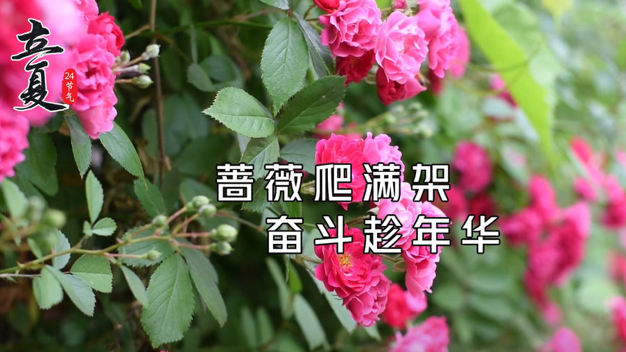 立夏：薔薇爬滿(mǎn)架 奮斗趁年華