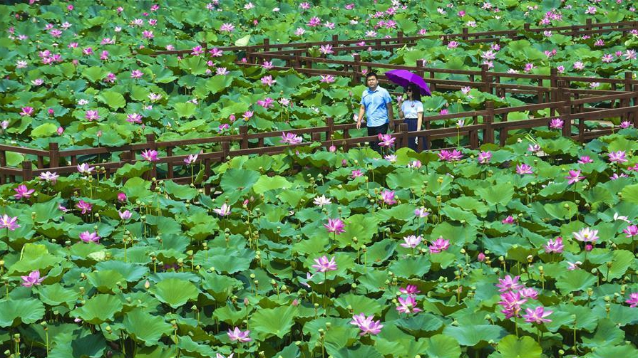 河北香河：荷花盛開(kāi)樂(lè)游人