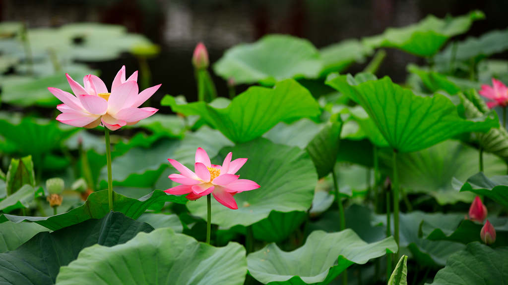 遇見(jiàn)·雄安丨荷開(kāi)滿塘 驚鴻美意