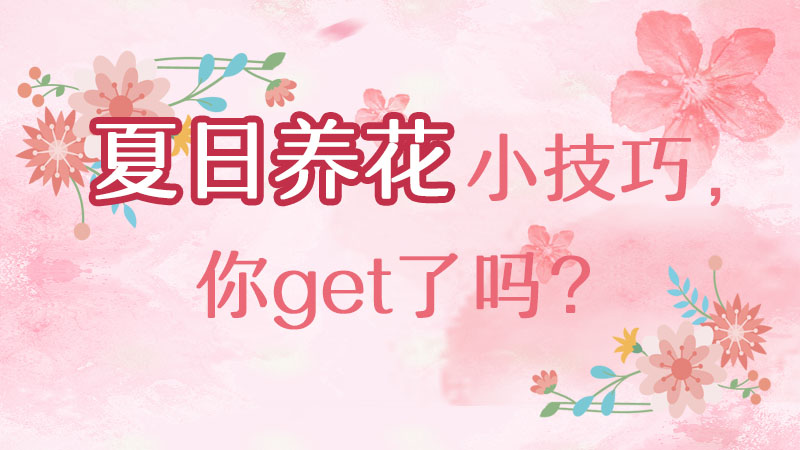 夏日養(yǎng)花小技巧，你get了嗎？