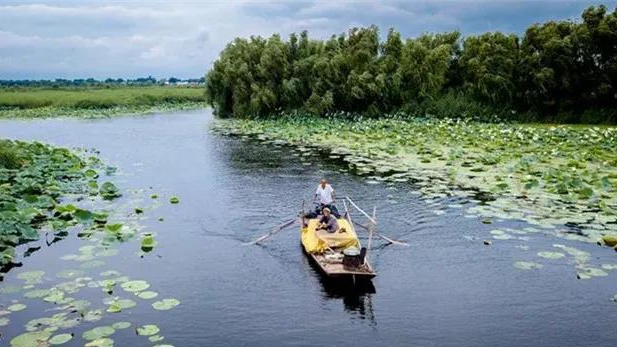 穿蘆葦、賞荷花、泛舟捕魚……帶你“云”游白洋淀