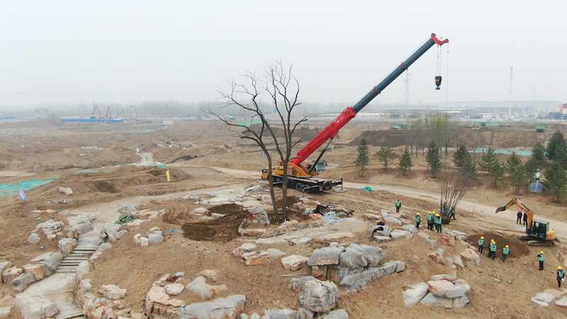 視頻丨留住百姓的情感記憶 雄安鄉(xiāng)愁樹移栽進公園