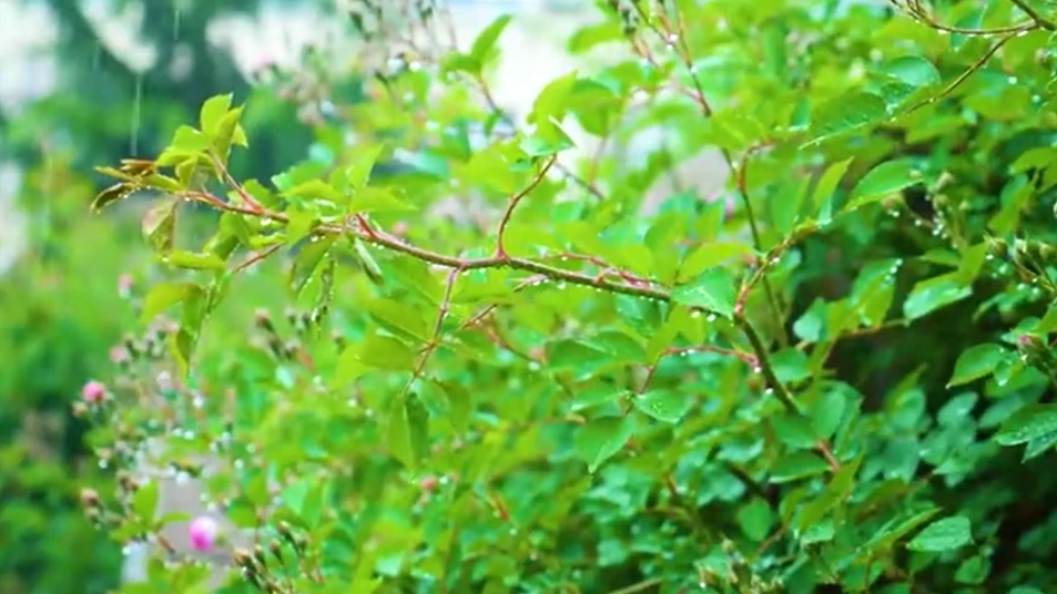 谷雨丨春夏交時(shí) 雨生百谷