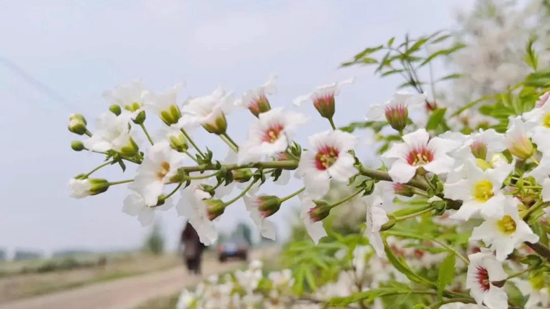 美！“千花一果”的文冠果花海來襲