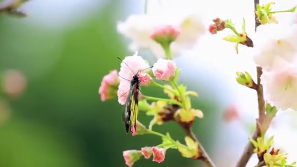 立夏丨薰風帶夏來 不負好時光