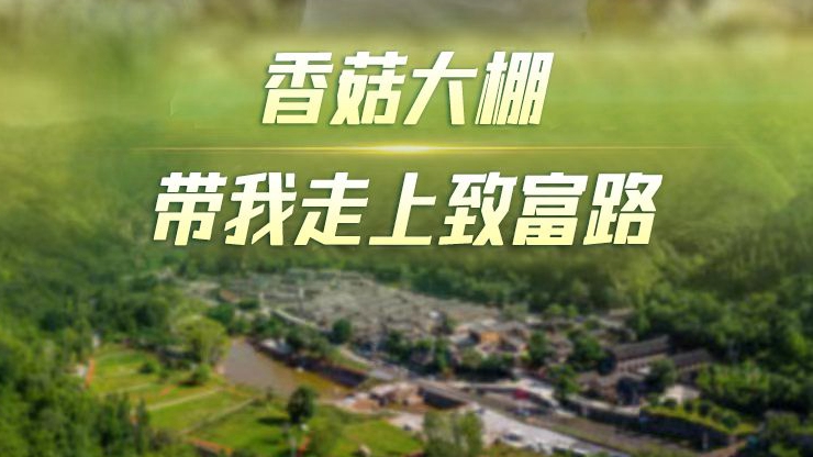 【Vlog丨向總書記報告】香菇大棚帶我走上致富路！