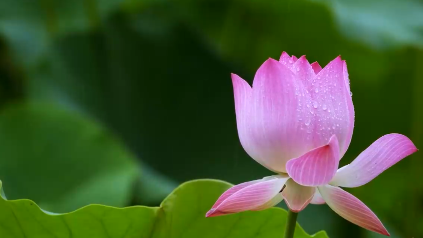 夏至丨你聽，這是盛夏的聲音！