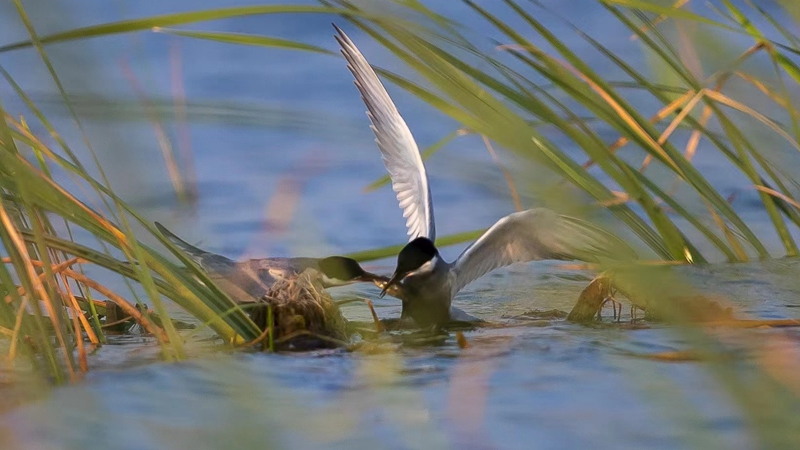 愛(ài)鳥(niǎo)護(hù)鳥(niǎo)，守護(hù)白洋淀鳥(niǎo)類棲息地