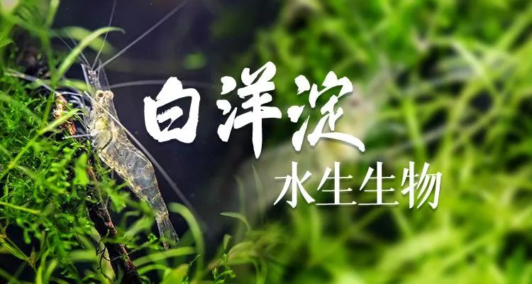 白洋淀：魚(yú)翔淺底 綠水逶迤