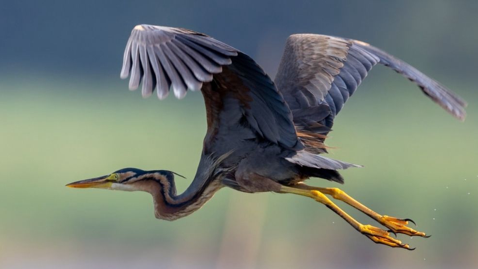 創(chuàng)意海報(bào)丨走進(jìn)白洋淀“鳥(niǎo)類天堂”