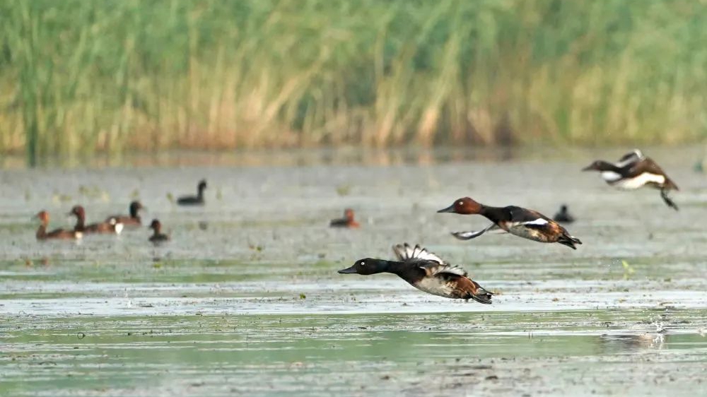 美圖來襲！從這里領(lǐng)略“荷塘葦海、鳥類天堂”