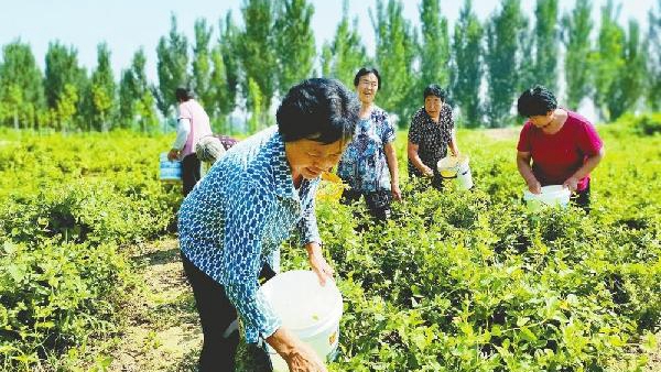 土地“活”起來產業(yè)“興”起來村民“笑”起來