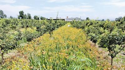 把好“林”門 筑牢京津冀生態(tài)屏障——三名林長守護(hù)綠水青山的故事