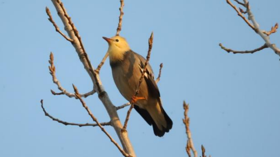 “華北明珠”白洋淀野生鳥類種類達到242種