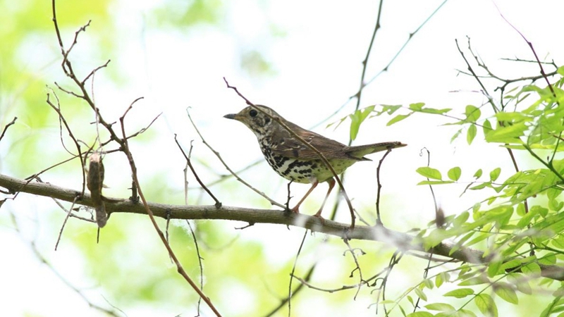 白洋淀野生鳥類+6